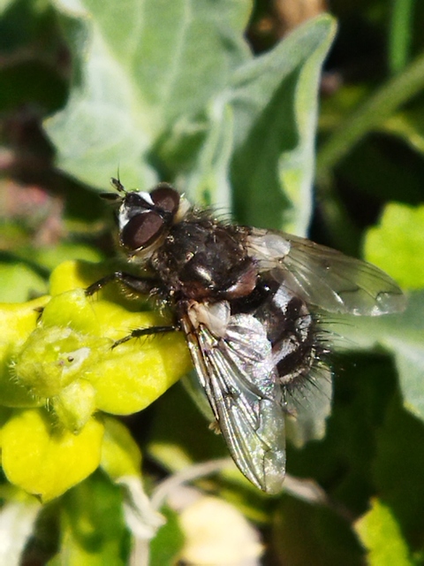 Ernestia puparum