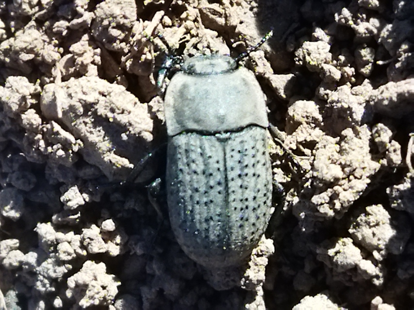 Opatrum sabulosum - sároshátú gyászbogár