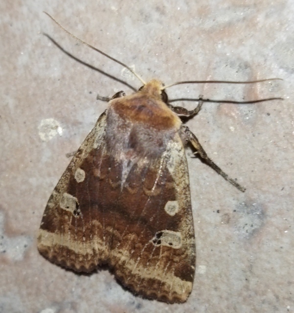 Conistra erythrocephala - vörösfejű őszibagoly