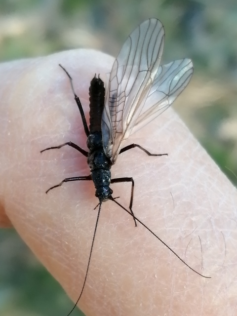 Plecoptera - Álkérészek