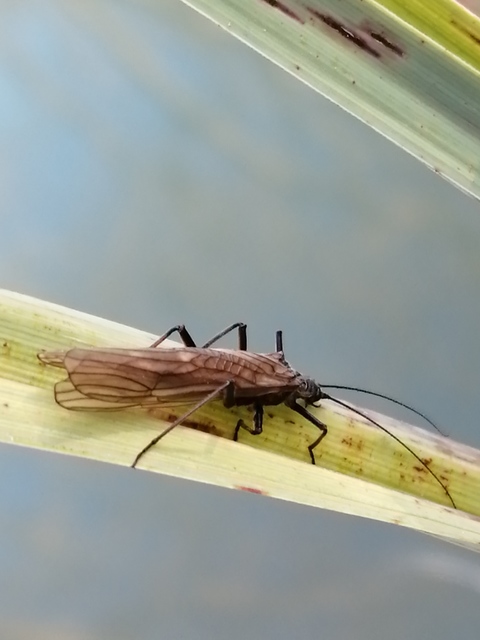 Plecoptera - Álkérészek