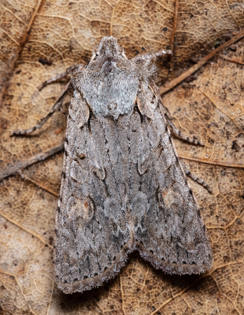 Lithophane ornitopus - közönséges fabagoly