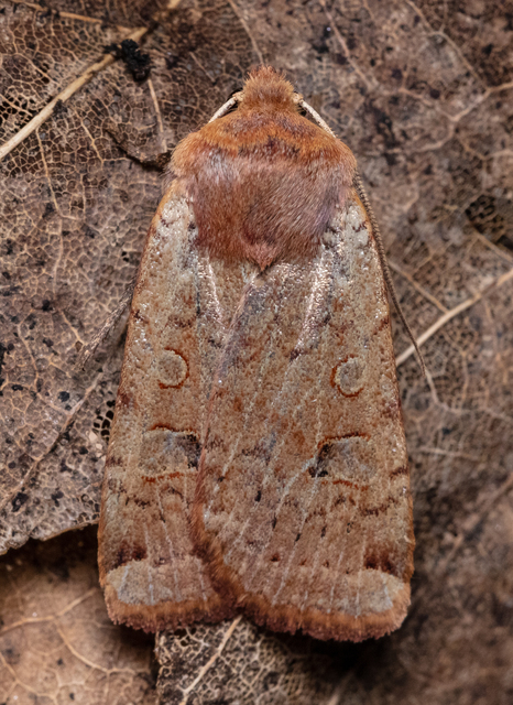 Conistra erythrocephala - vörösfejű őszibagoly