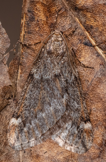 Alsophila aescularia - vadgesztenye-araszoló