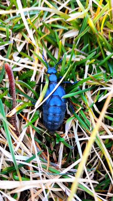Meloe violaceus - kék nünüke