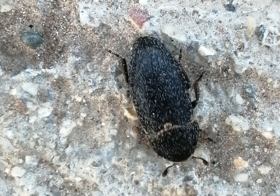 Dermestes laniarius - gyászos porva