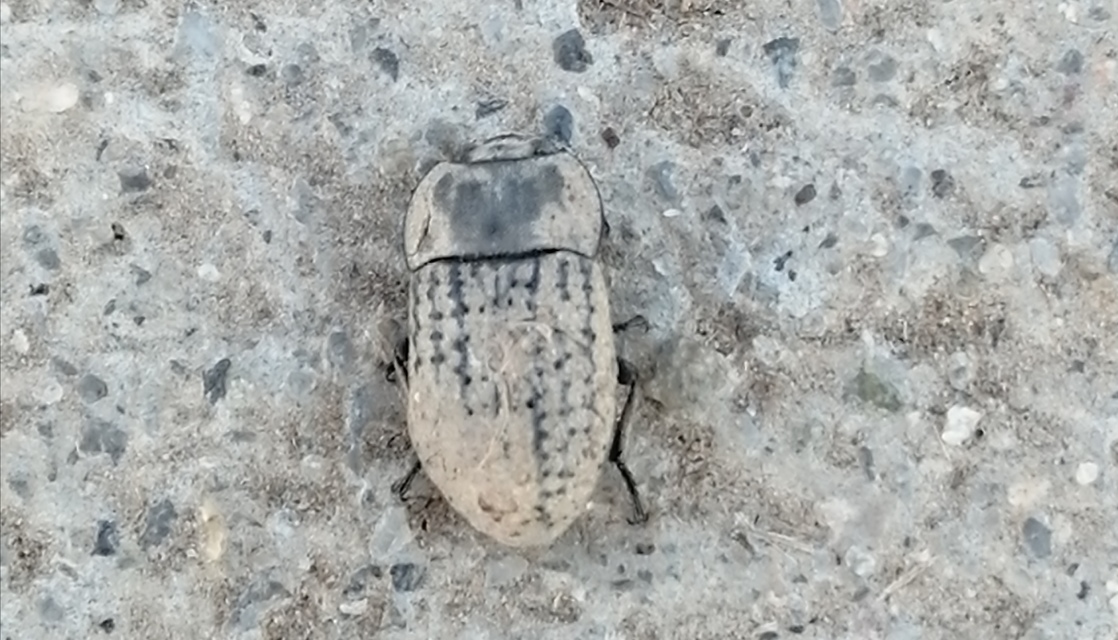 Opatrum sabulosum - sároshátú gyászbogár