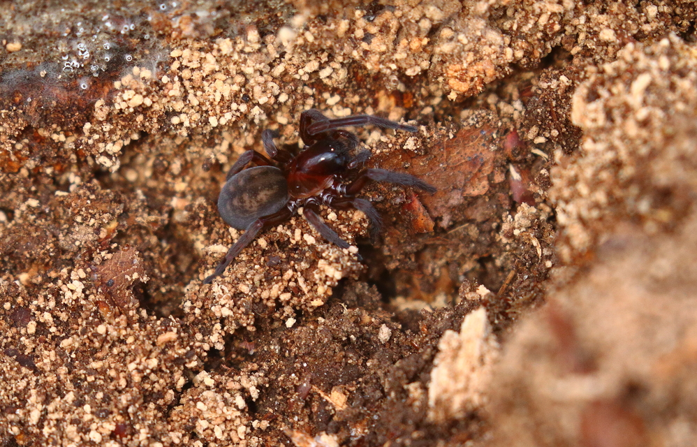 Amaurobius