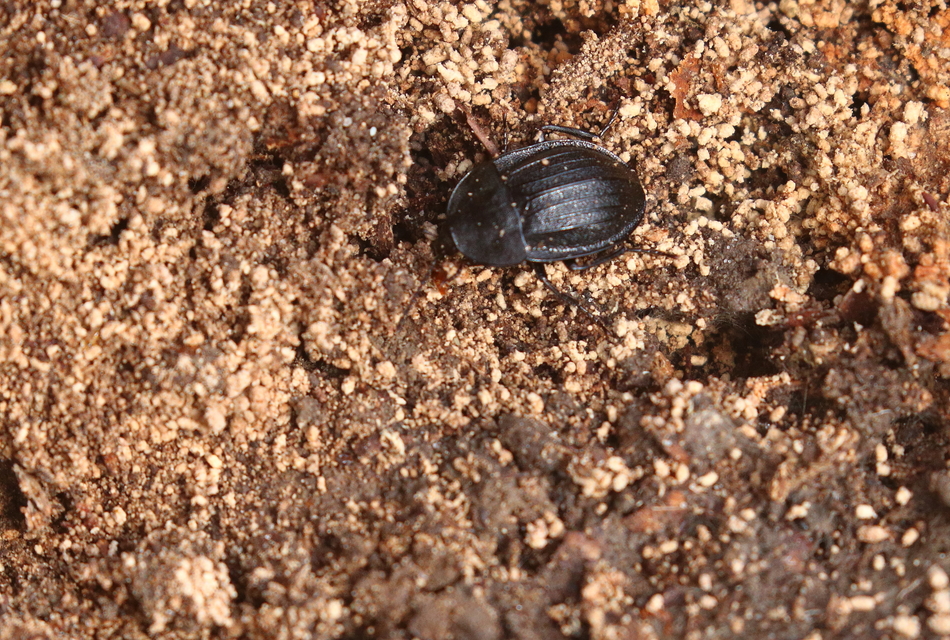 Phosphuga atrata - bordás csigarabló