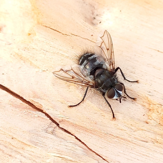 Ernestia puparum