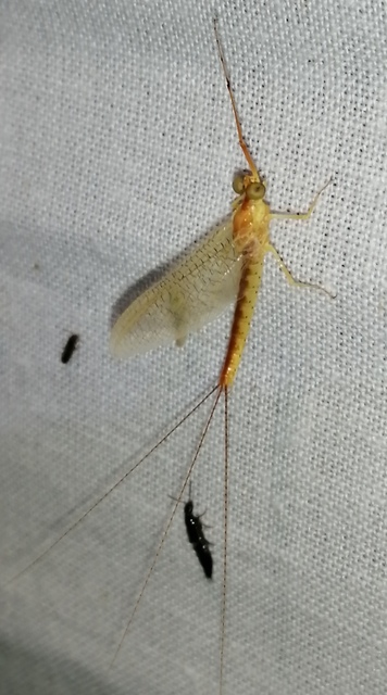Potamanthus luteus - folyamvirág