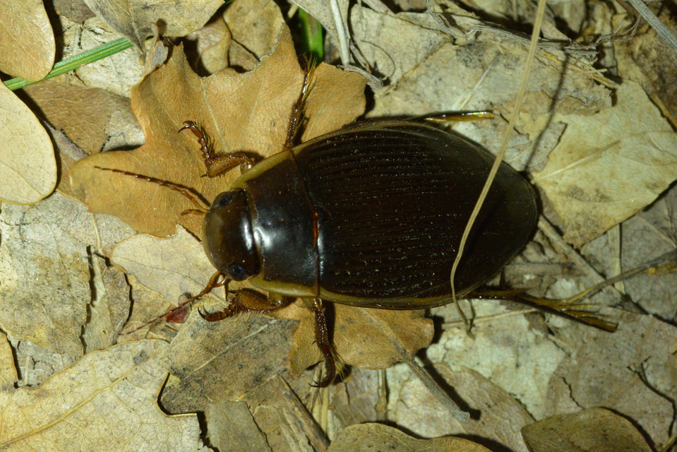 Dytiscus dimidiatus - tompacsípős csíkbogár