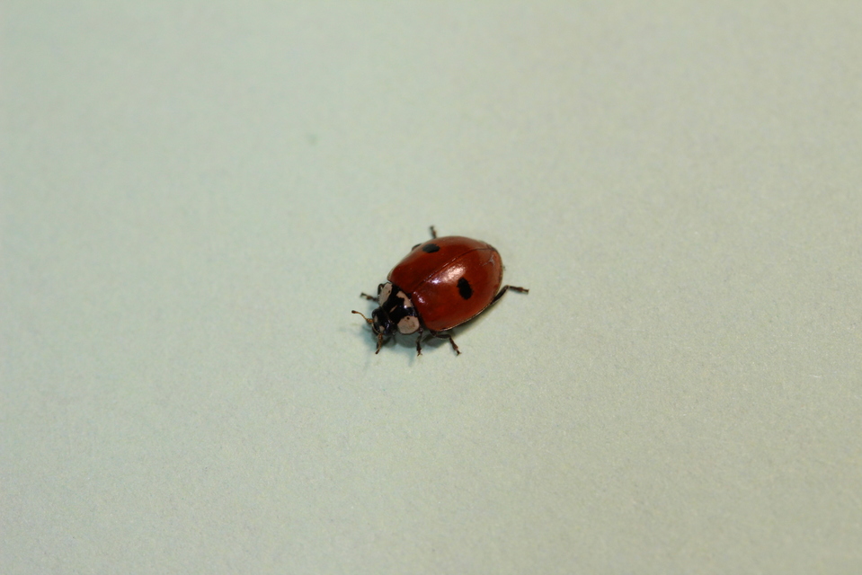 Adalia bipunctata - kétpettyes katica