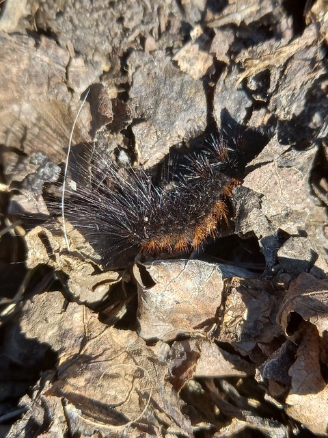 Hyphoraia aulica - barna medvelepke