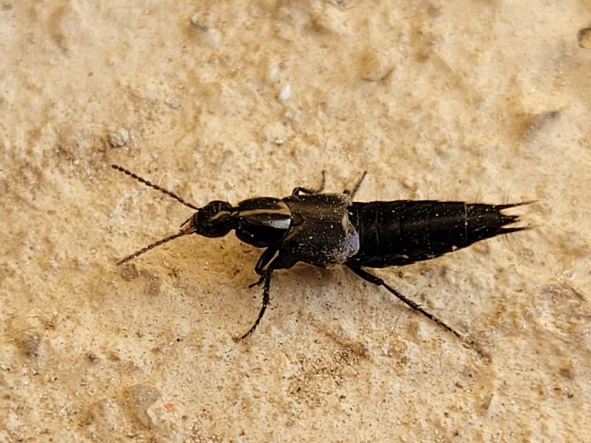 Philonthus
