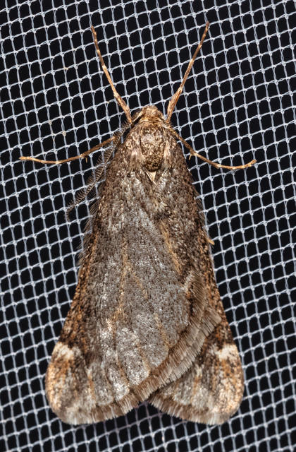 Alsophila aescularia - vadgesztenye-araszoló