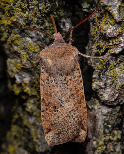 Conistra veronicae - veronika-őszibagoly