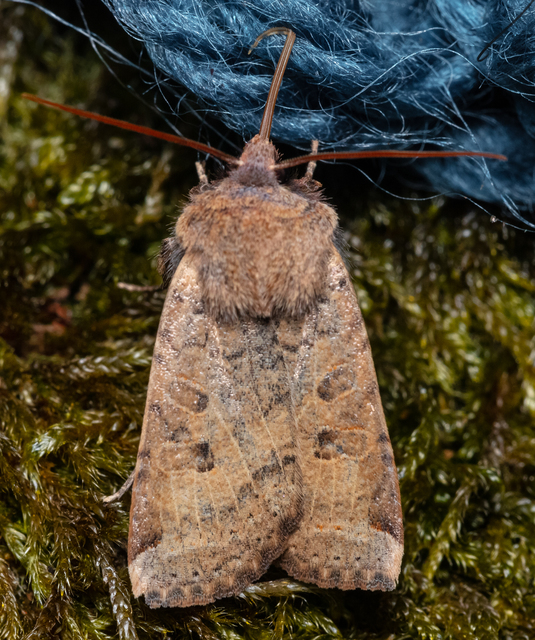 Conistra veronicae - veronika-őszibagoly