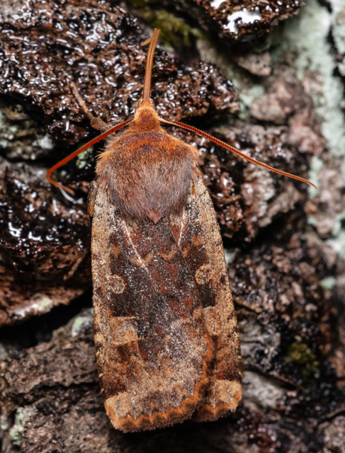 Conistra erythrocephala - vörösfejű őszibagoly