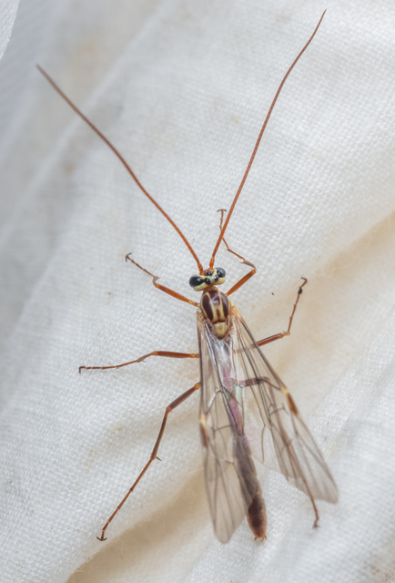 Ophion obscuratus