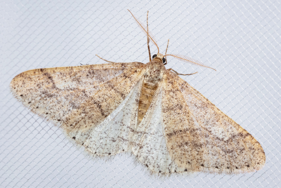 Agriopis marginaria - sárgás téliaraszoló