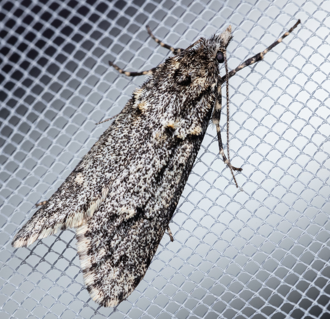 Diurnea fagella - szürke tavaszimoly