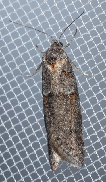 Tortricodes alternella - tavaszi sodrómoly