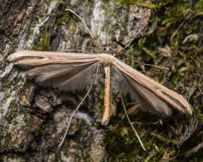 Pterophoridae - tollasmolyfélék
