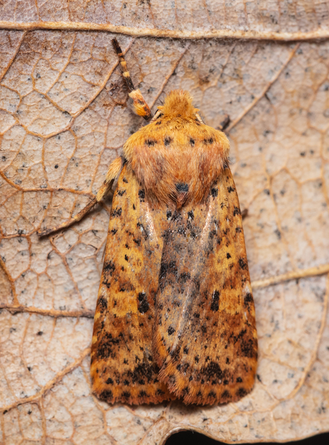 Conistra rubiginea - vörös őszibagoly