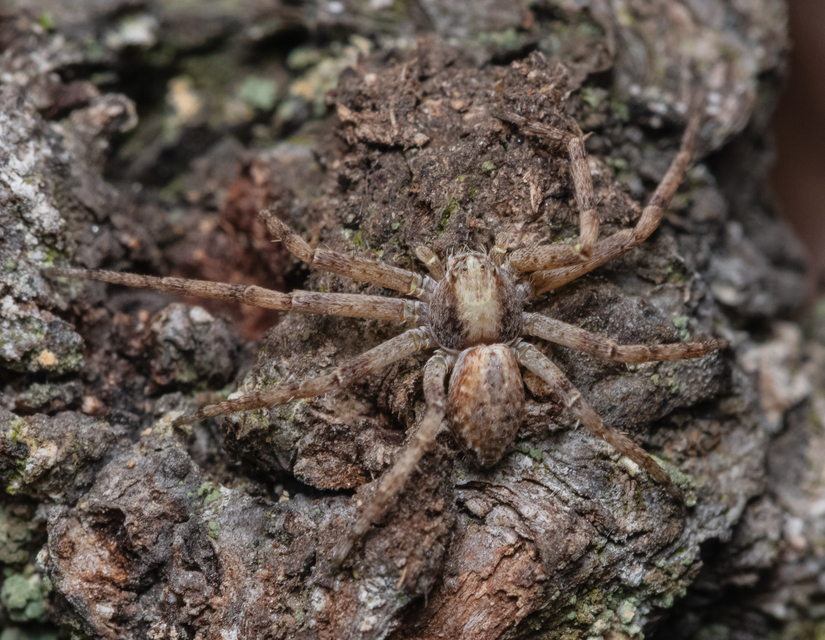 Philodromus
