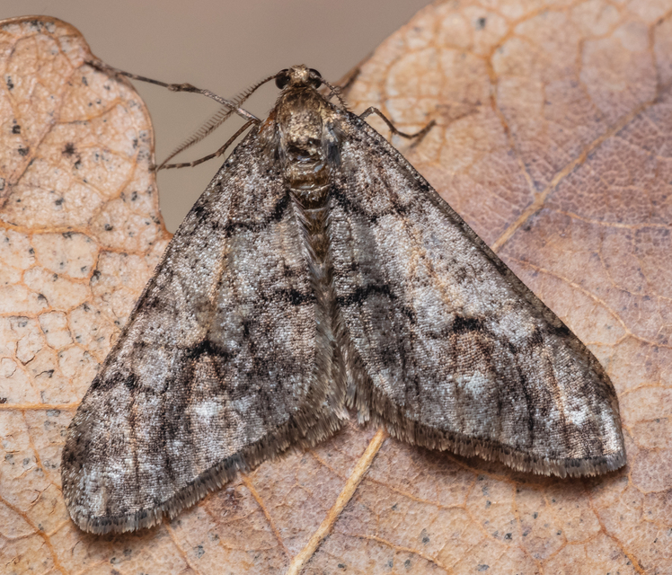 Agriopis leucophaearia - tölgy-tavasziaraszoló