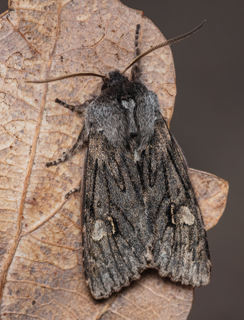 Brachionycha nubeculosa - zömök fésűsbagoly