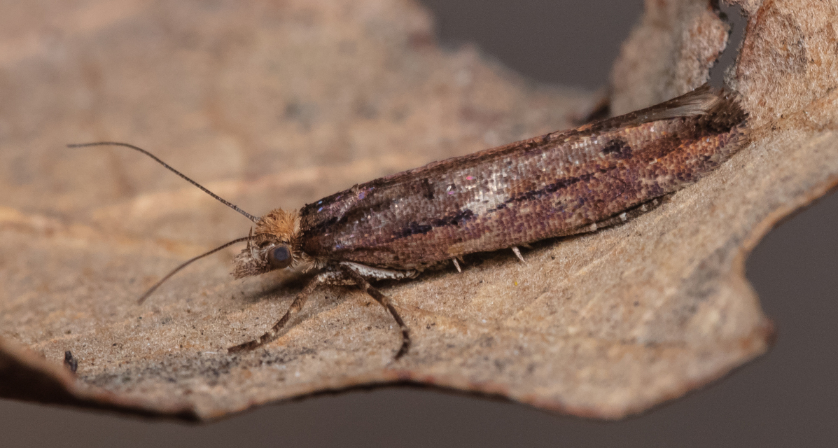 Ypsolopha ustella - csíkos tarkamoly
