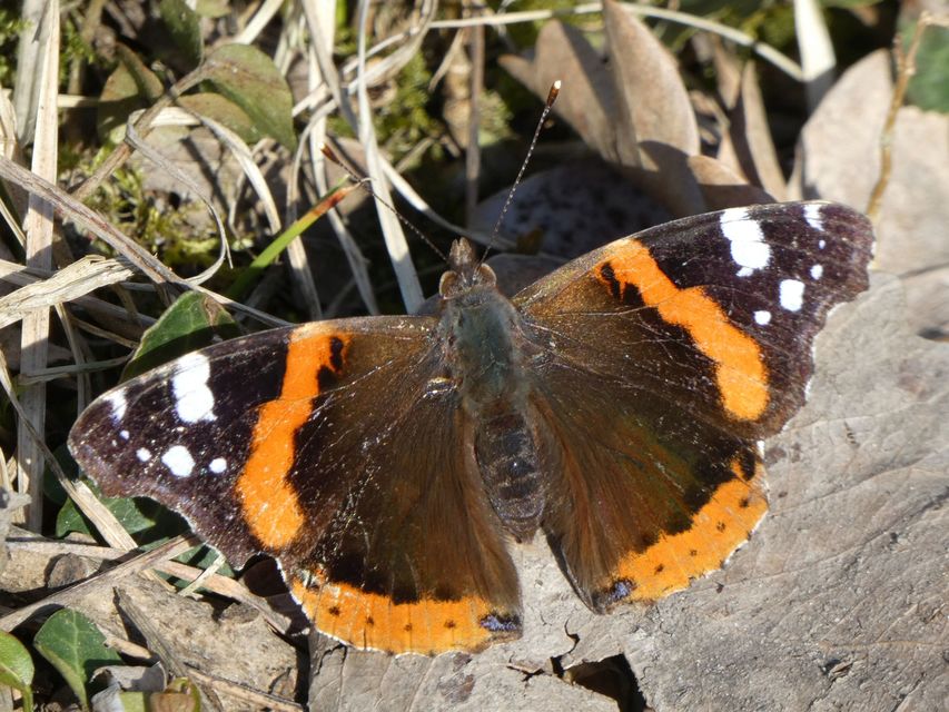 Vanessa atalanta - atalantalepke