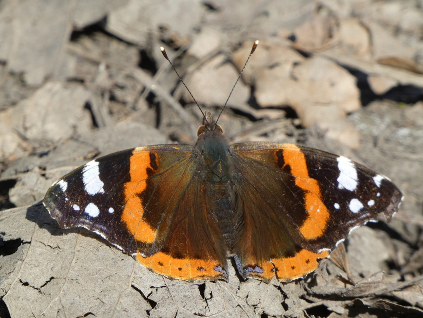 Vanessa atalanta - atalantalepke