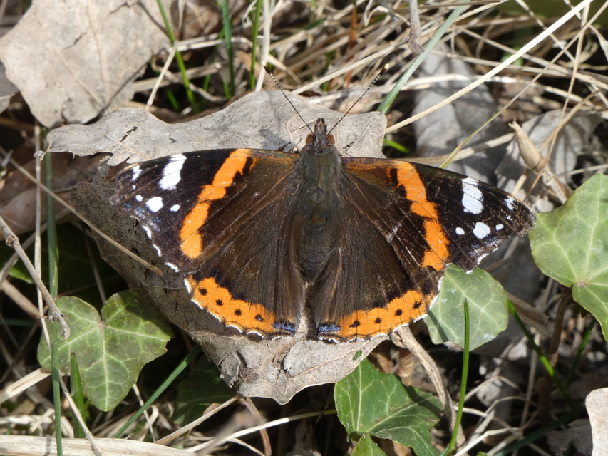Vanessa atalanta - atalantalepke