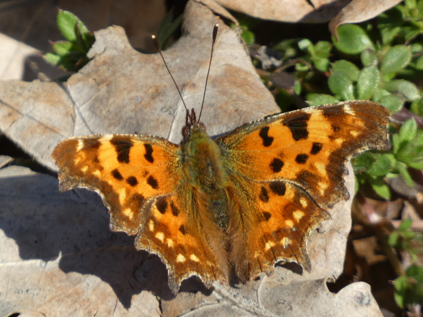 Nymphalis c-album - C-betűs lepke
