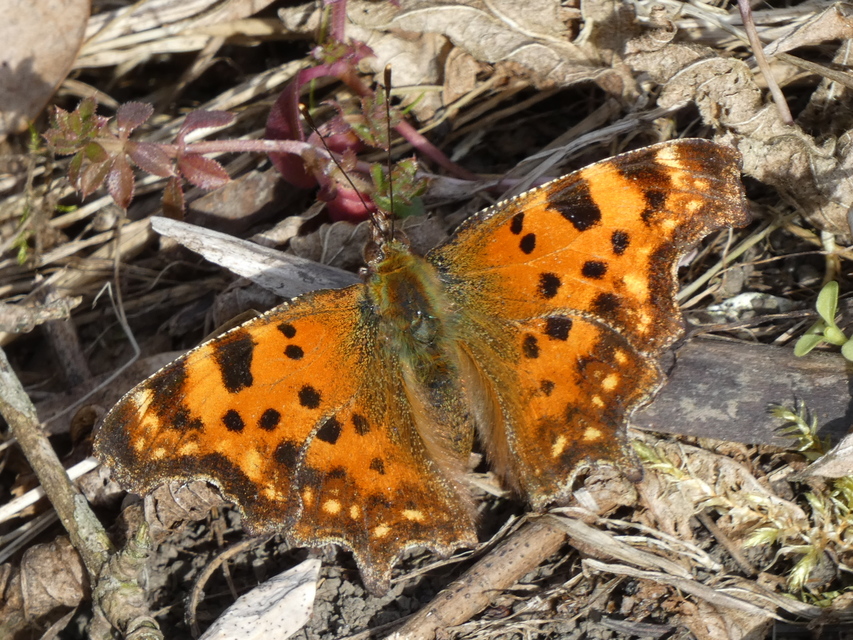 Nymphalis c-album - C-betűs lepke