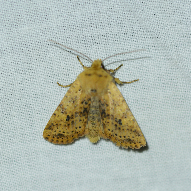 Conistra rubiginea - vörös őszibagoly