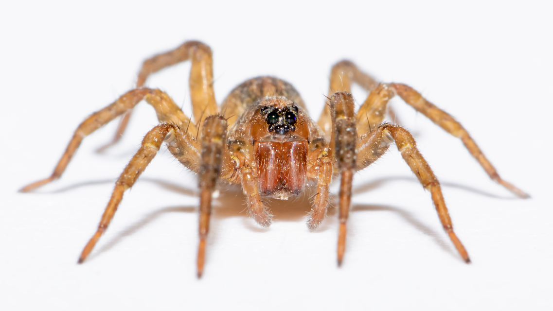 Trochosa