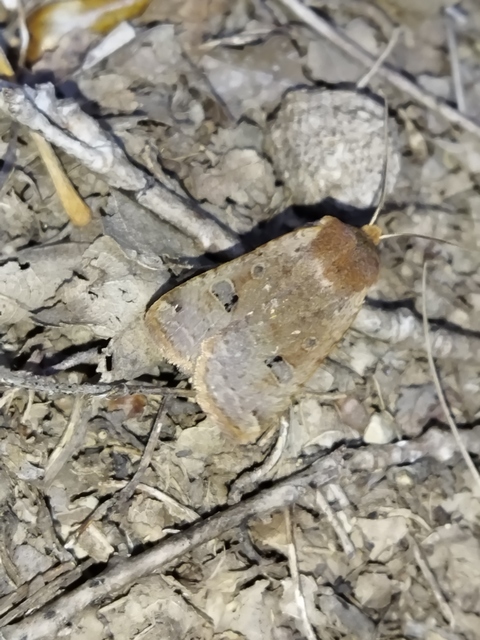 Conistra erythrocephala - vörösfejű őszibagoly