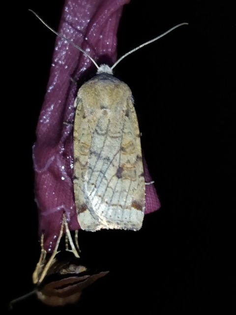 Conistra veronicae - veronika-őszibagoly