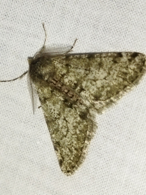 Apocheima pilosaria - zöldes tavasziaraszoló
