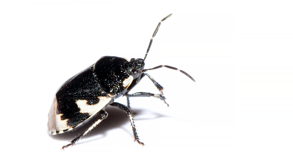 Tritomegas bicolor - foltos földipoloska