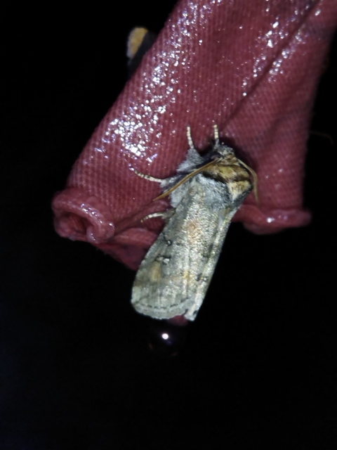 Asphalia ruficollis - vörösnyakú pihésszövő
