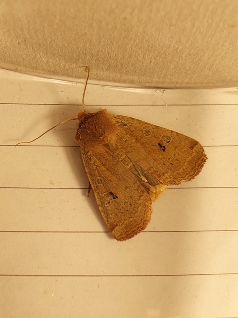 Conistra erythrocephala - vörösfejű őszibagoly