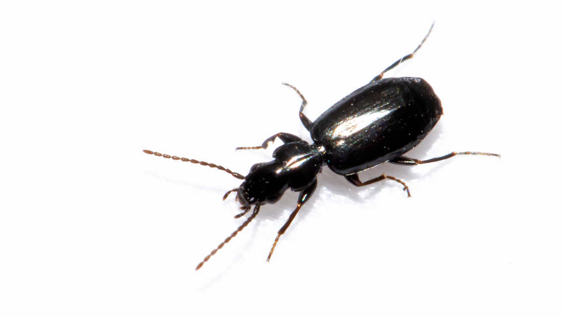 Microlestes