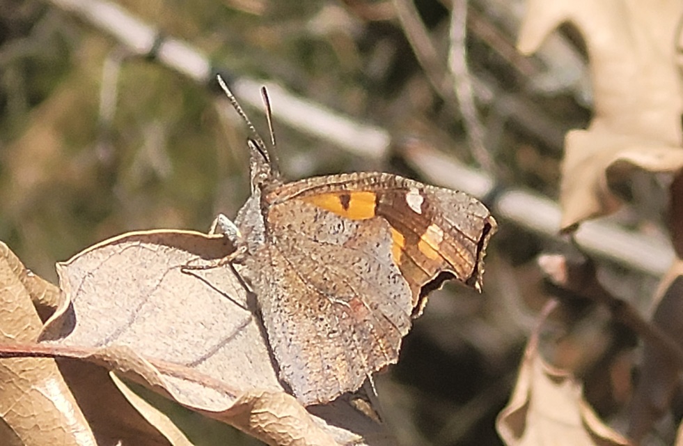 Libythea celtis - csőröslepke
