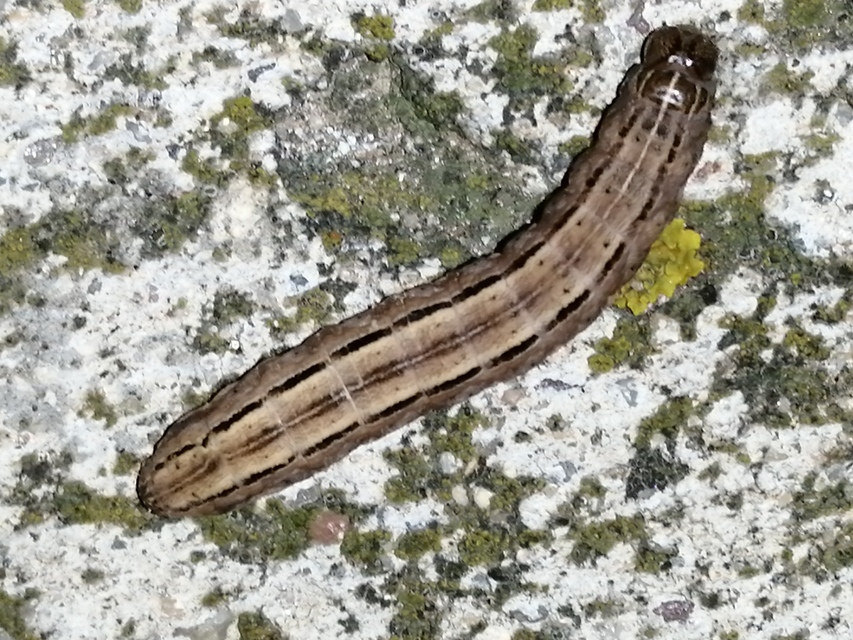 Mythimna pudorina - vörös rétibagoly