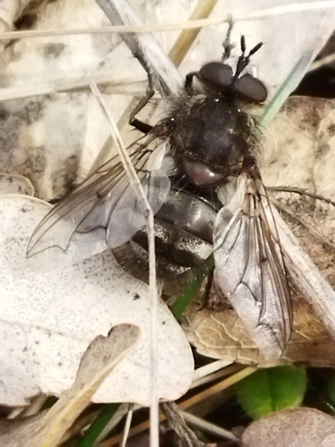 Ernestia puparum